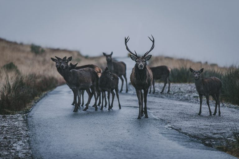 Family Deer Scotland
