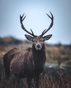 Stag Scotland