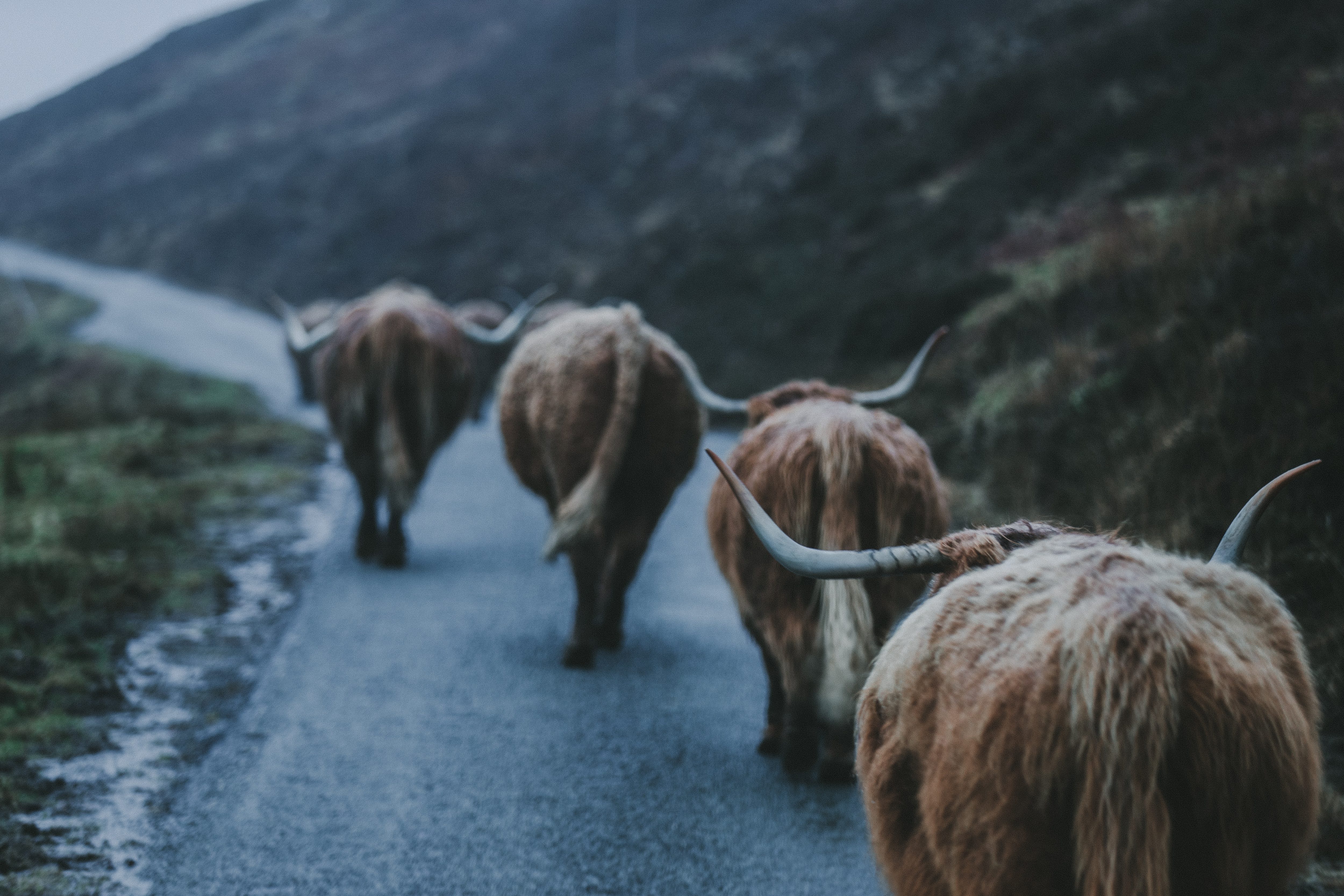 Highland Cow Skye