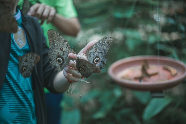 butterfly puerto maldonado flashpack