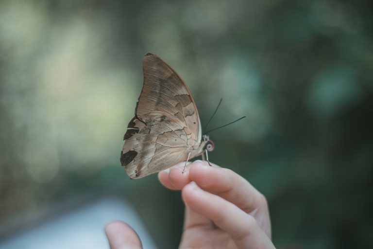 butterfly puerto maldonado