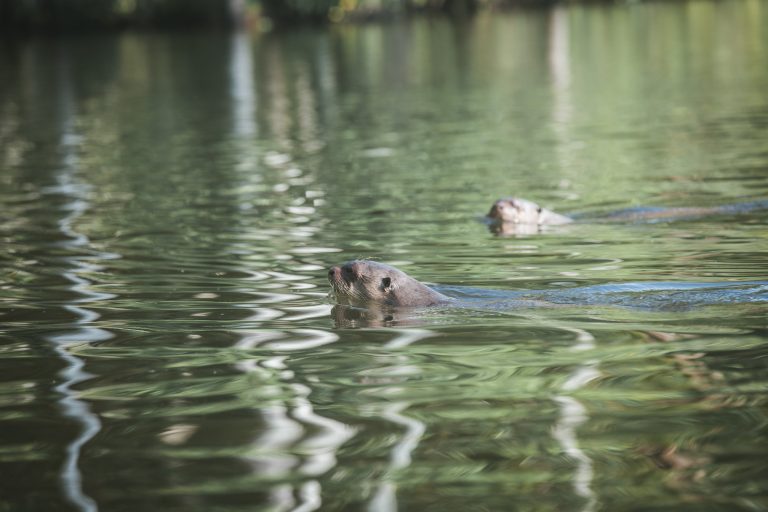 wild otters amazon