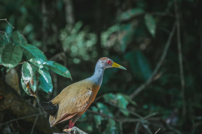 amazon wildlife peru