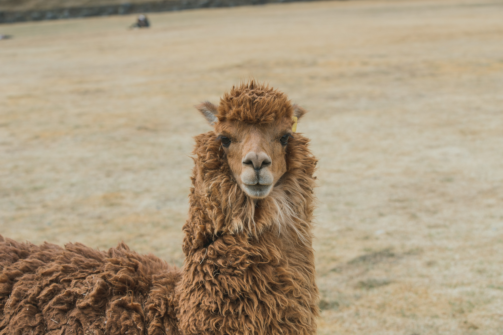 llama cusco