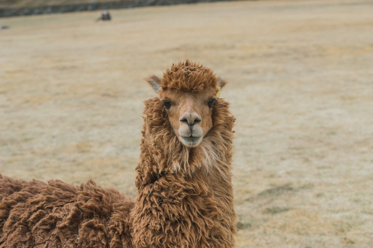 llama cusco photo