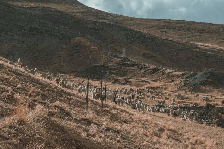 rainbow mountain alpacas