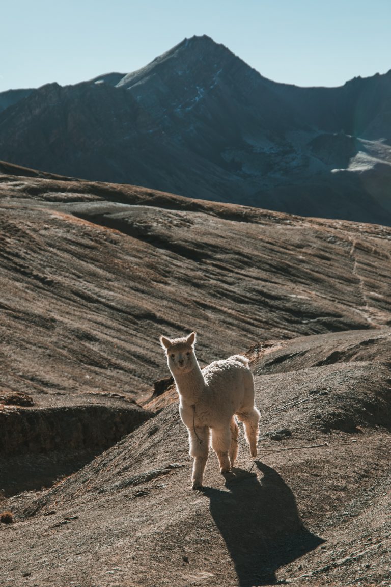 rainbow mountain llama travel