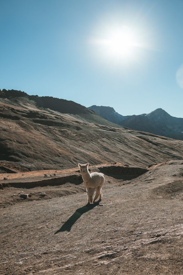 rainbow mountain llama travel peru