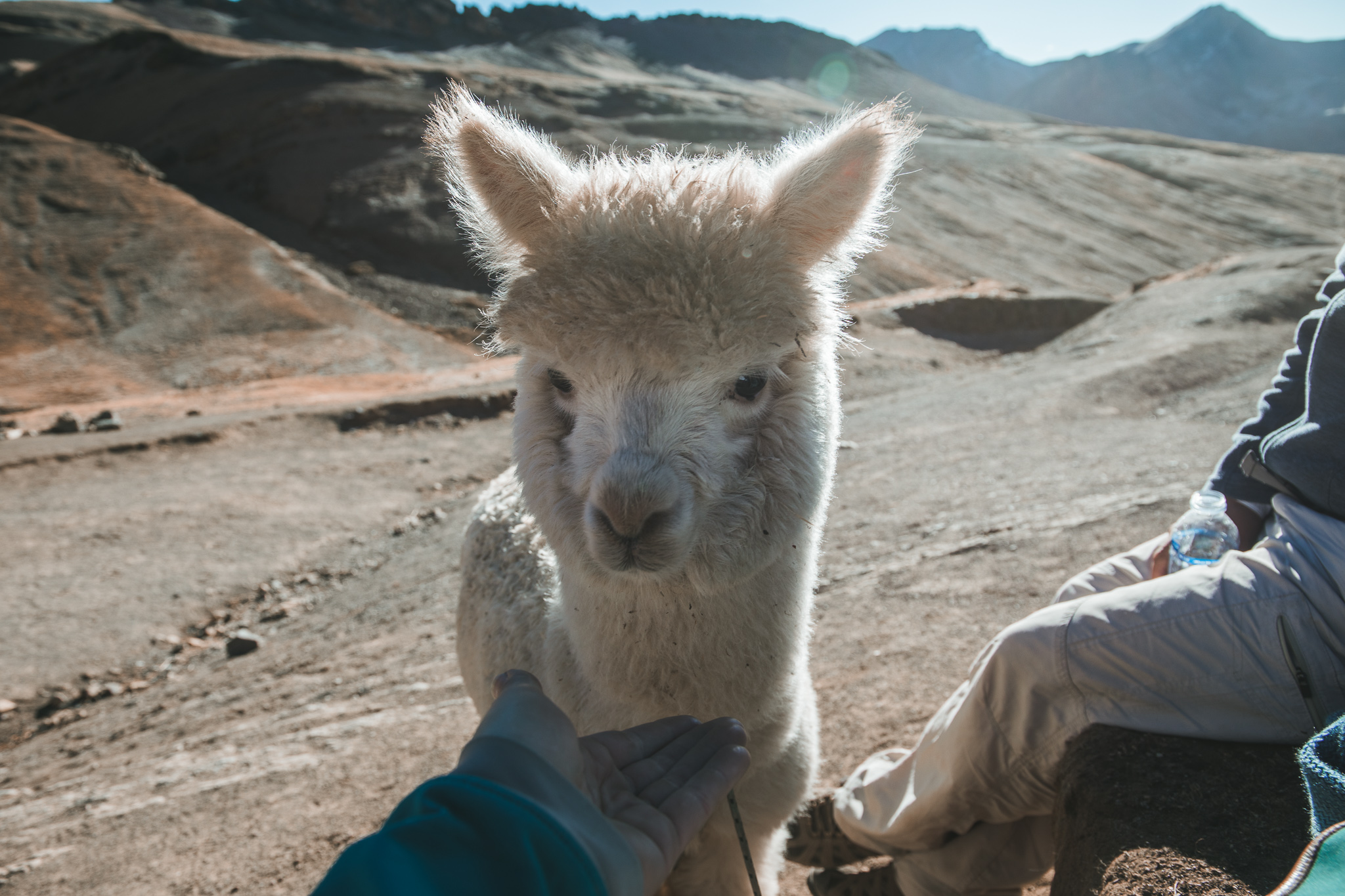 rainbow mountain llama peru travel