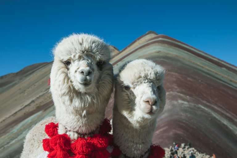 rainbow mountain peru tour alpaca