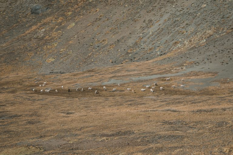 rainbow mountain alpaca group